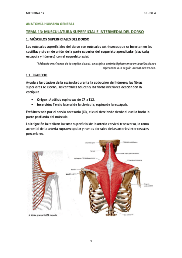 Miniatura del documento TEMA 13 - MUSCULATURA SUPERFICIAL E INTERMEDIA DEL DORSO.pdf