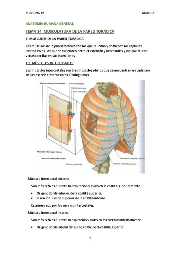 Miniatura del documento TEMA 14 - MUSCULATURA DE LA PARED TORÁCICA.pdf