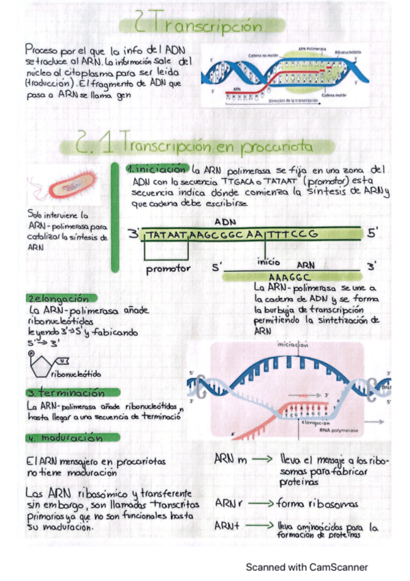 Miniatura del documento Transcripcion-de-ADN-a-ARN-en-eucariotas-y-procariotas.pdf