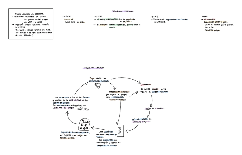 Miniatura del documento DIPYLIDIUM-CANINUM.pdf
