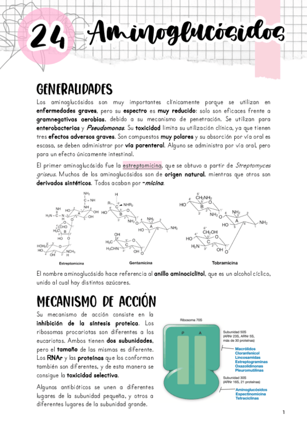 Miniatura del documento Tema-24.-Aminoglucosidos.pdf