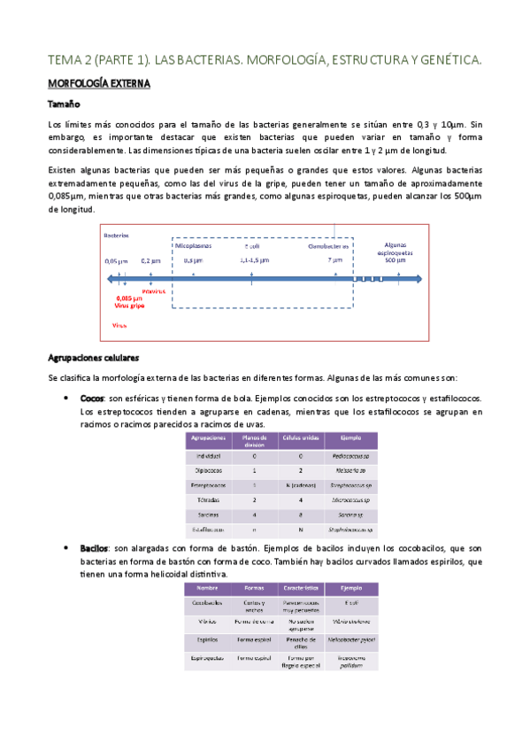 Miniatura del documento TEMA-2-PARTE-1.-LAS-BACTERIAS.-MORFOLOGIA-ESTRUCTURA-Y-GENETICA.pdf