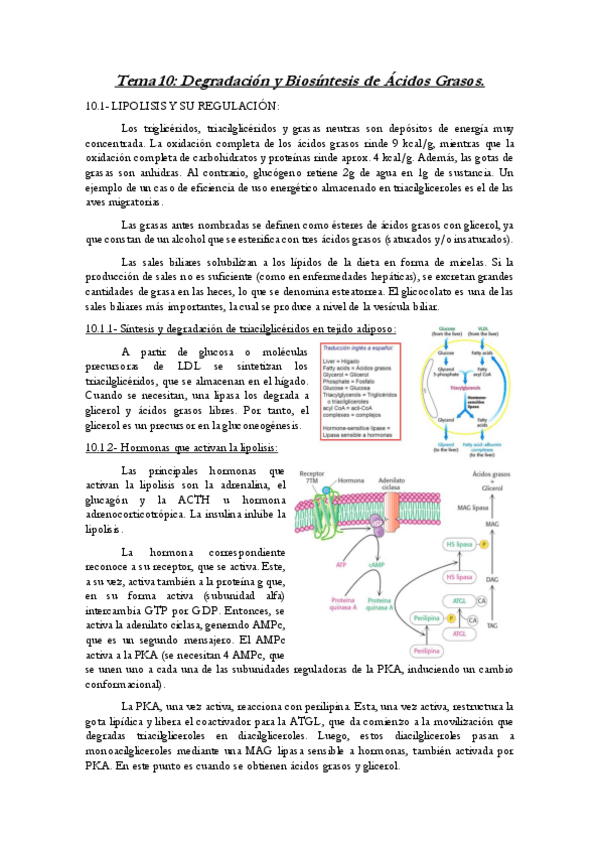 Miniatura del documento Tema-10-ByM.pdf