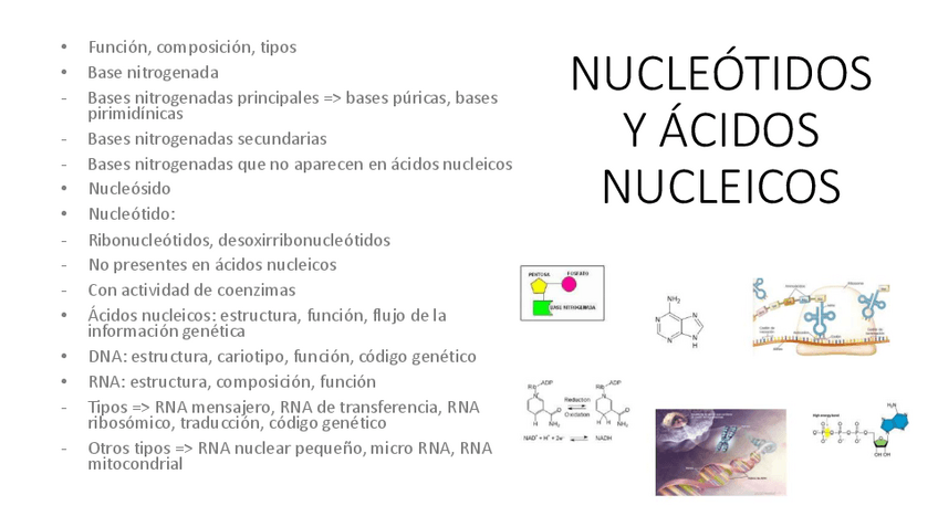 Miniatura del documento 4.-Acidos-nucleicos.pdf