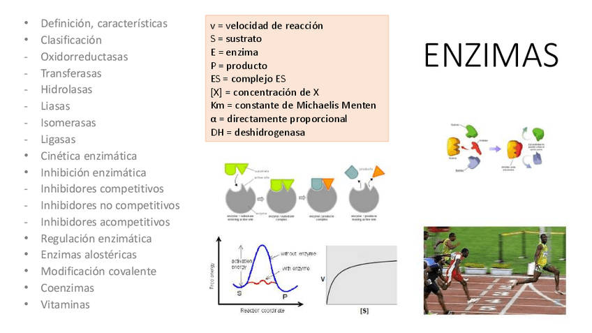Miniatura del documento 5.-Enzimas.pdf