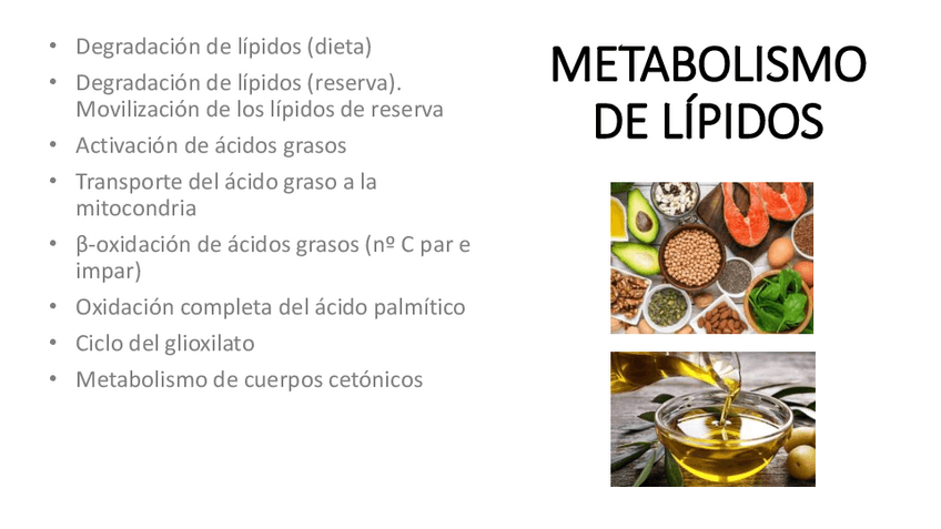 Miniatura del documento 7.2.-Metabolismo-de-los-lipidos.pdf