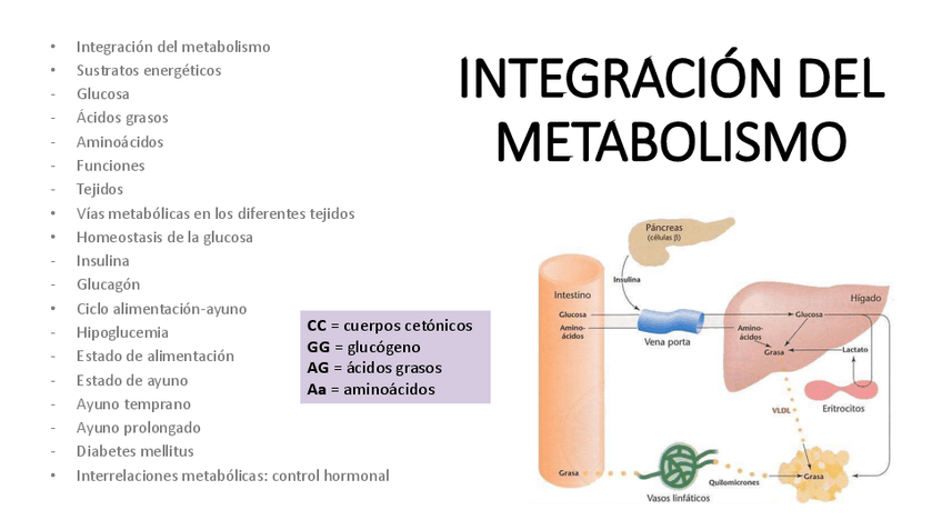 Miniatura del documento 8.-Integracion-del-metabolismo.pdf