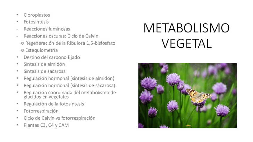 Miniatura del documento 9.-Metabolismo-vegetal.pdf