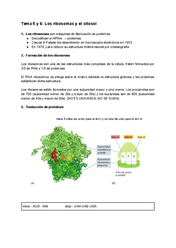 Miniatura del documento TEMA-5-6.pdf