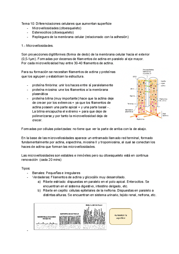 Miniatura del documento tema-10.pdf