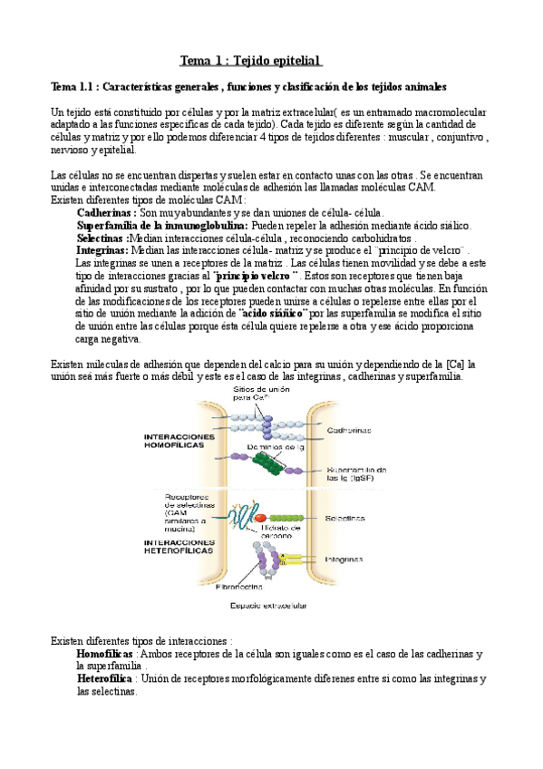 Miniatura del documento bch 2 nuevo.pdf