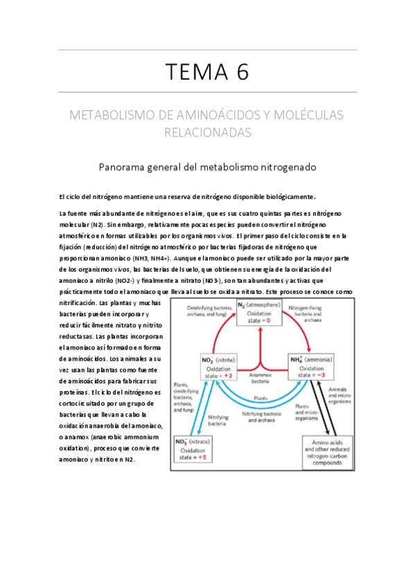 Miniatura del documento Apuntes-Bioquimica-2-Aminoacidos.pdf