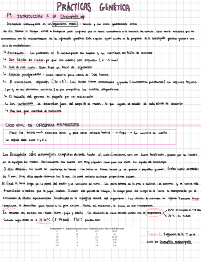 Miniatura del documento practicas-genetica.pdf