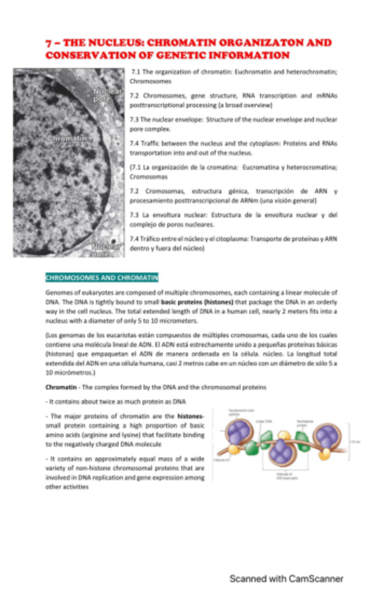 Miniatura del documento tema-7-el-nucleo-pdf.pdf