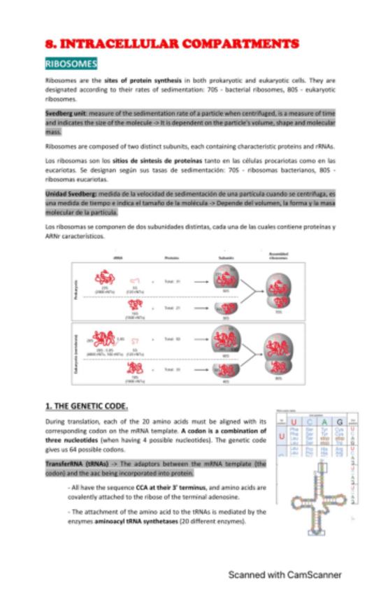 Miniatura del documento tema-8-compartimentos-intracelulares-pdf.pdf
