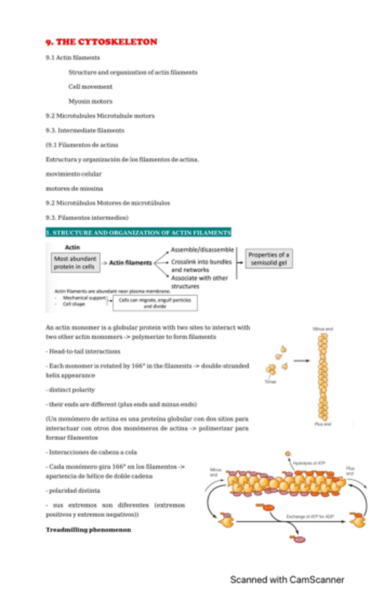 Miniatura del documento tema-9-el-citoesqueleto-pdf.pdf