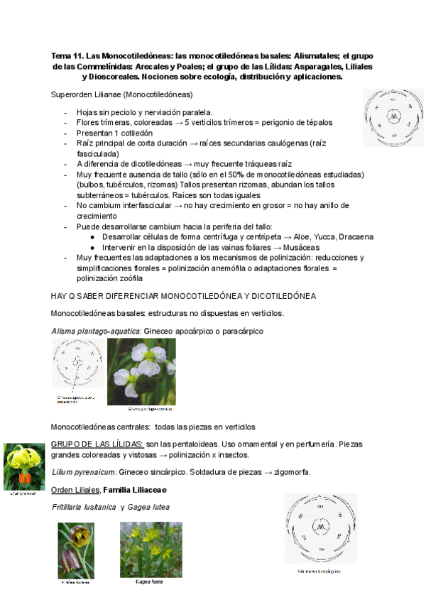 Miniatura del documento Tema-11-Monocotiledoneas.pdf