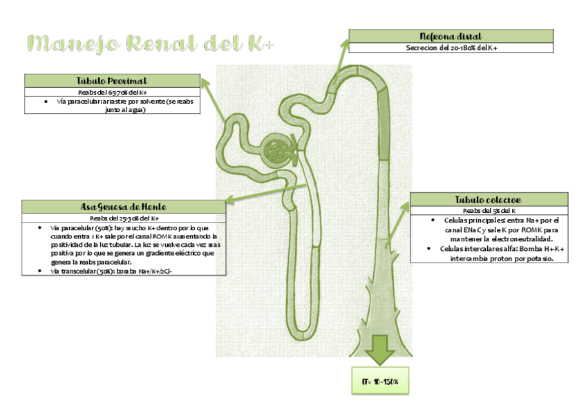 Miniatura del documento Manejo-Renal-del-Potasio.pdf