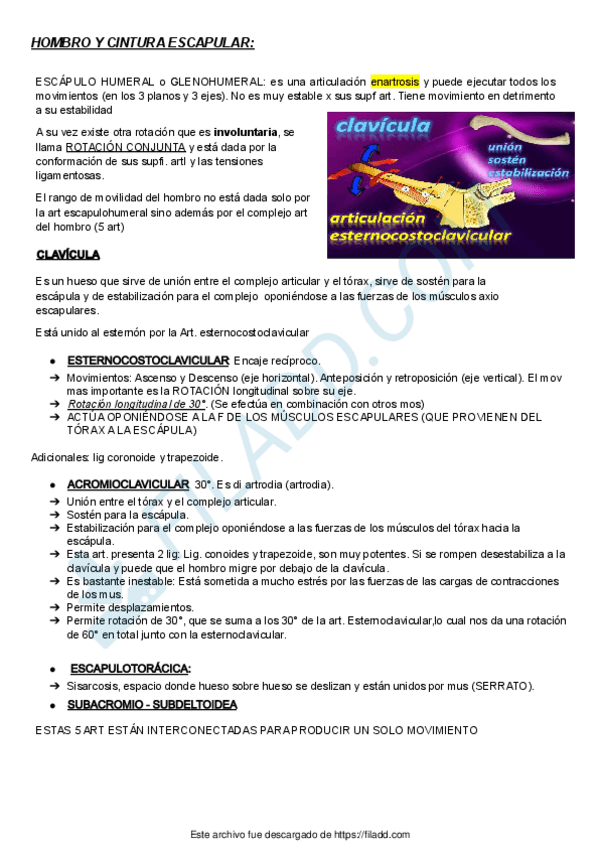 Miniatura del documento 4-CINTURA-ESCAPULAR-1docx.pdf