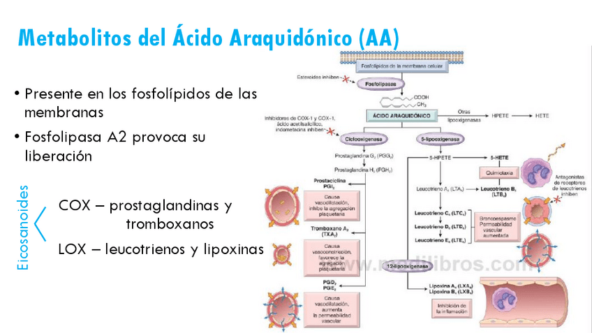 Miniatura del documento Inflamacion.pdf