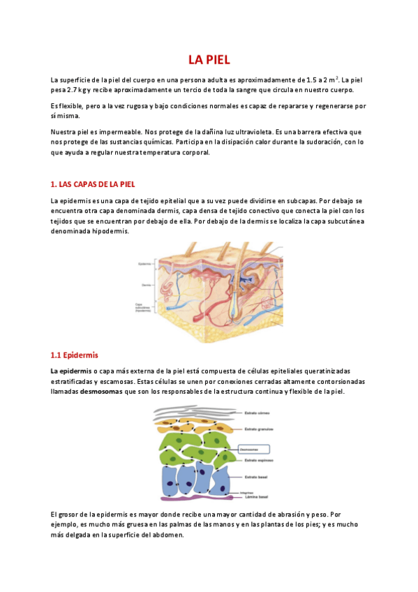 Miniatura del documento LA-PIEL-ANATOMIA.pdf