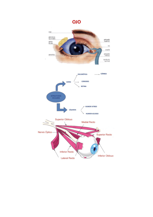 Miniatura del documento OJO.pdf