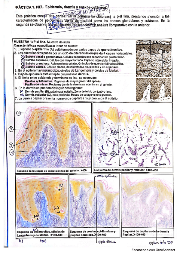 Miniatura del documento Cuaderno-Histologia-Nervioso-2022-23.pdf