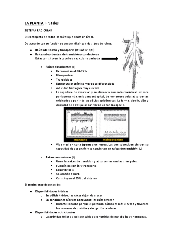 Miniatura del documento LENOSOS-primer-parcial.pdf