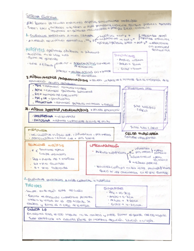 Miniatura del documento Anatomia-sistema-endocrino.pdf