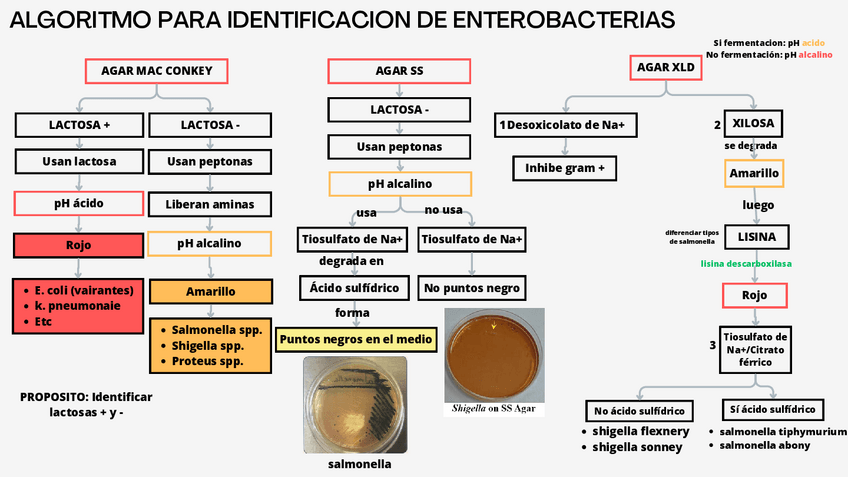 Miniatura del documento ALGORITMO-DE-IDENTIFICACION-PARA-ENTEROBACTERIAS-EN-AGAR.pdf