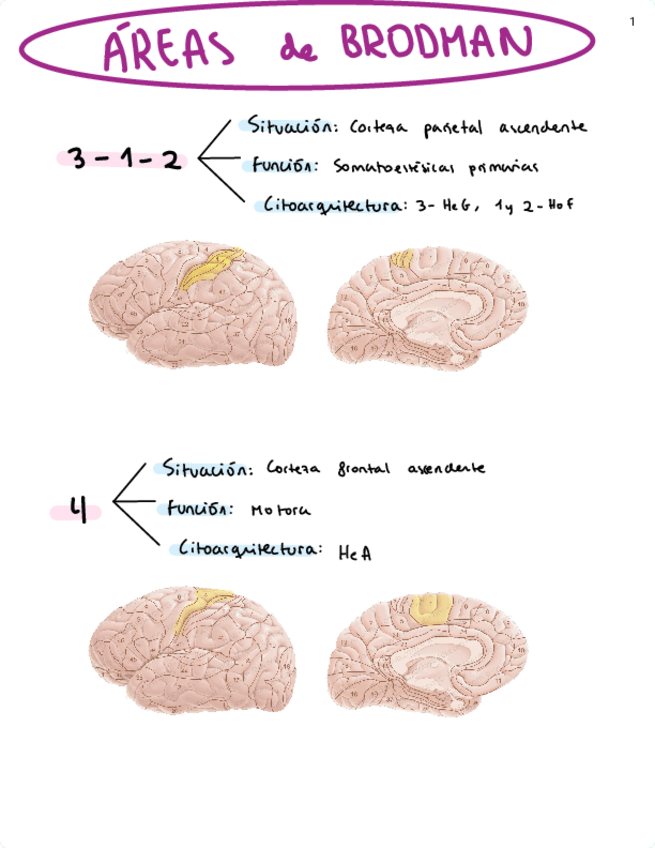 Miniatura del documento AREAS-BRODMANN.pdf