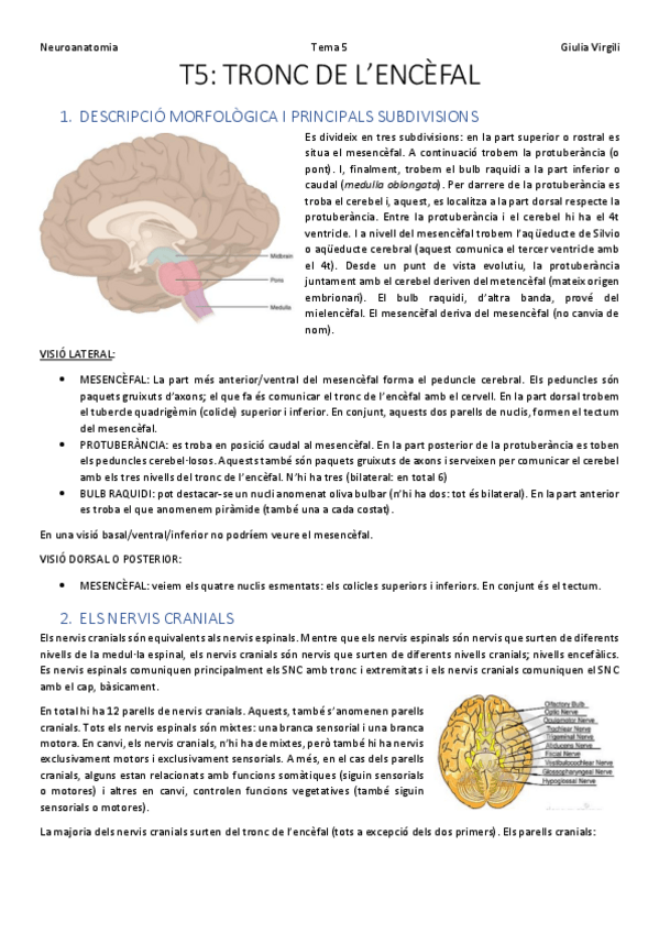 Miniatura del documento T5. tronc de l'encèfal.pdf