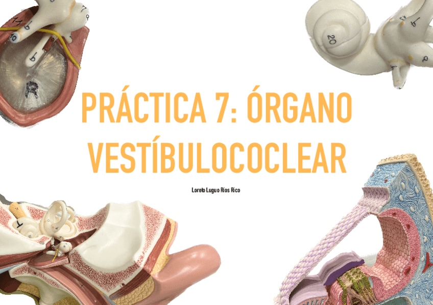 Miniatura del documento Practica-7-Organo-Vestibulococlear.pdf