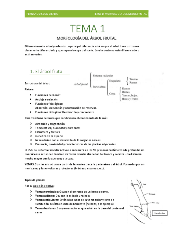 Miniatura del documento Tema-1-Morfologia-del-arbol-frutal.pdf