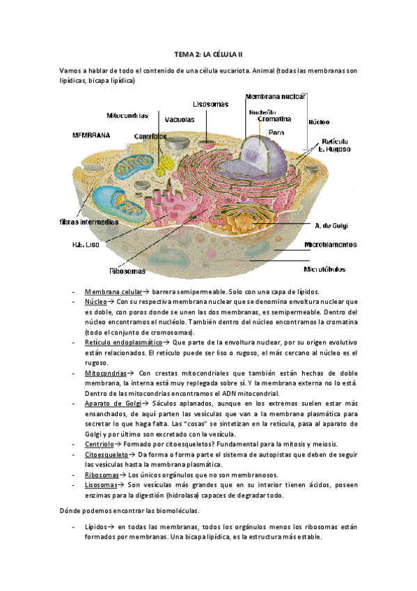 Miniatura del documento TEMA 2.pdf
