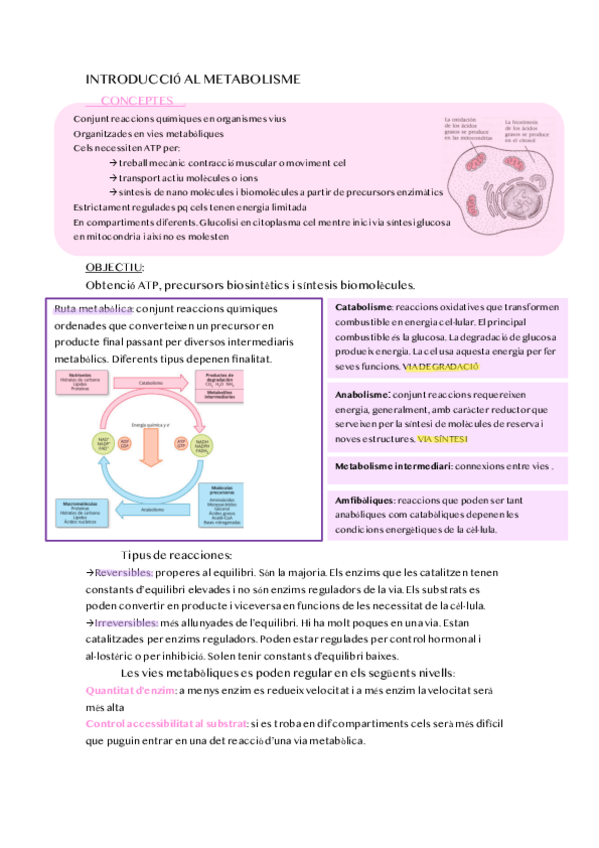Miniatura del documento INTRODUCCIO-AL-METABOLISME.pdf