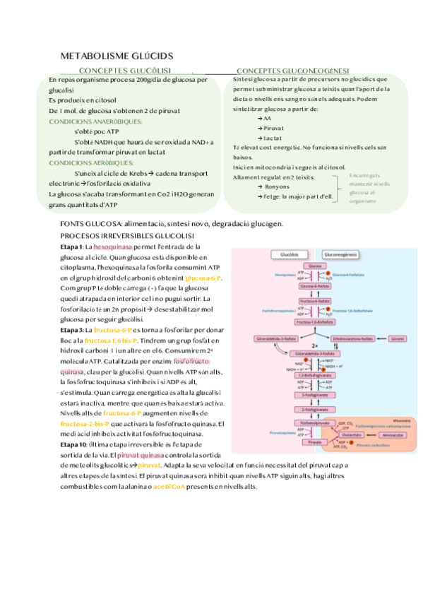 Miniatura del documento METABOLISME-GLUCIDS.pdf