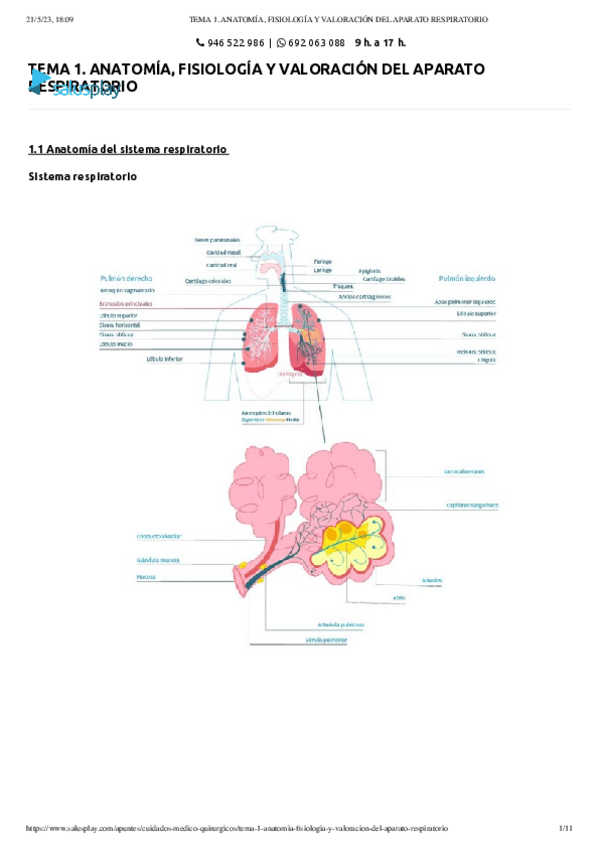 Miniatura del documento TEMA-1.-ANATOMIA-FISIOLOGIA-Y-VALORACION-DEL-APARATO-RESPIRATORIO.pdf