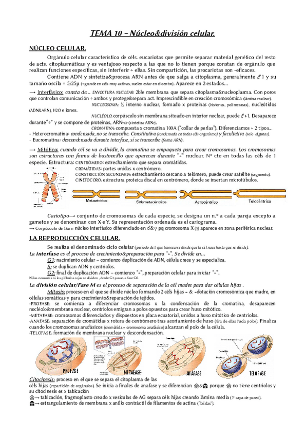 Miniatura del documento Tema-10-Biologia-2BACH.pdf