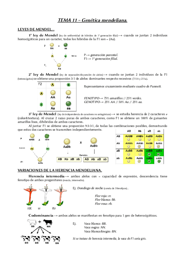 Miniatura del documento Tema-11-Biologia-2BACH.pdf