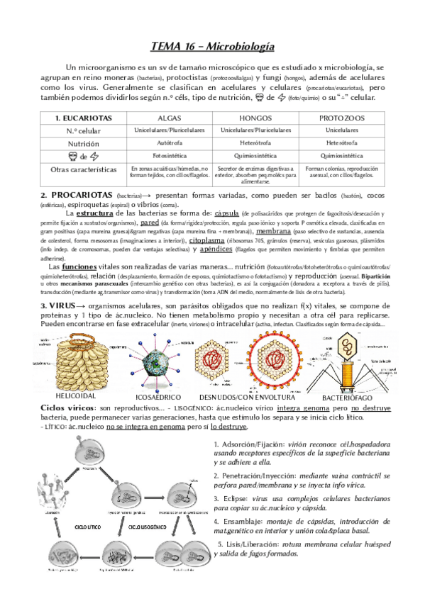 Miniatura del documento Tema-16-biologia-2BACH.pdf