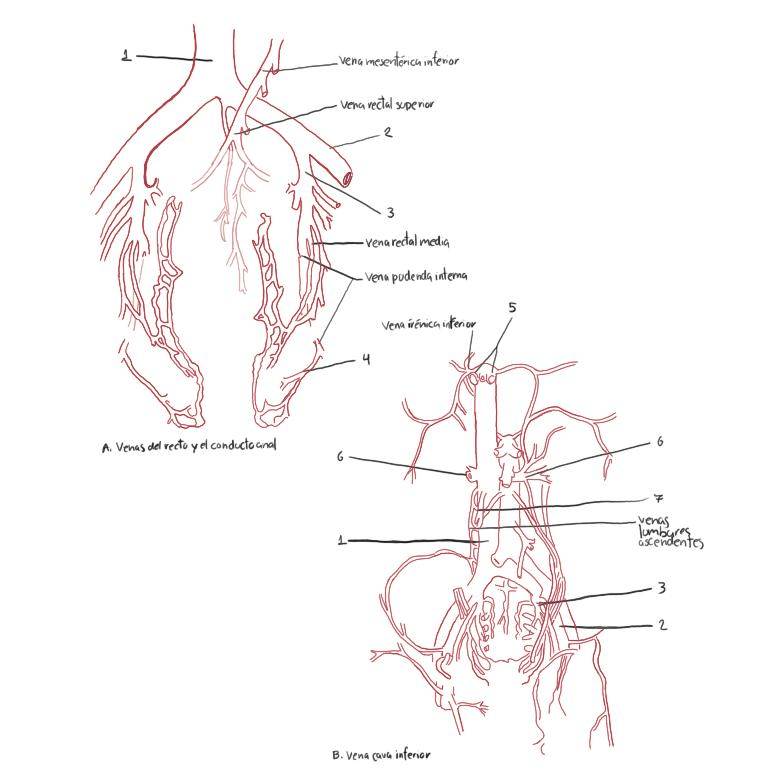 Miniatura del documento abdomen.jpg