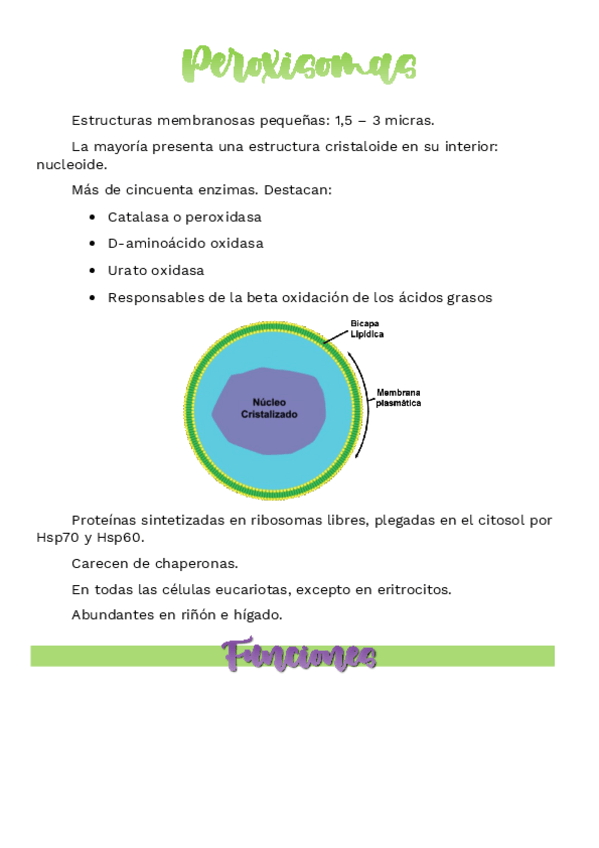 Miniatura del documento Peroxisomas.pdf