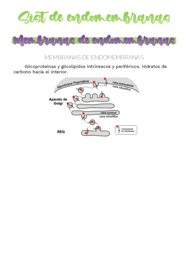 Miniatura del documento REL-RER-Golgi.pdf