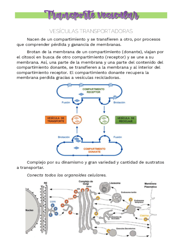 Miniatura del documento Transporte-vesicular.pdf