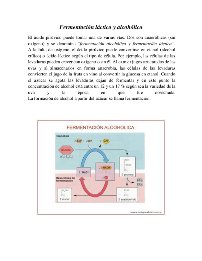 Miniatura del documento Fermentacion-lactica-y-alcoholica.pdf