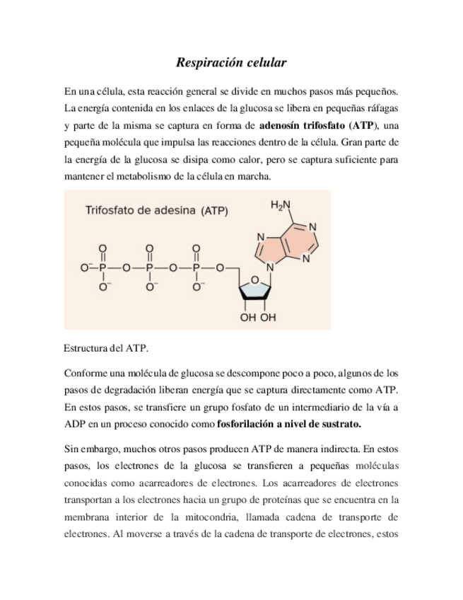 Miniatura del documento Respiracion-celular.pdf