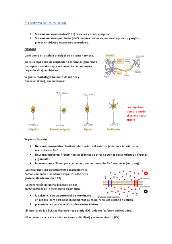 Miniatura del documento resumen-sistema-neuromuscular-fisio-I.pdf