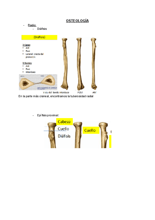 Miniatura del documento Osteologia-Miologia-y-Artrologia-Codo-y-Antebrazo.pdf