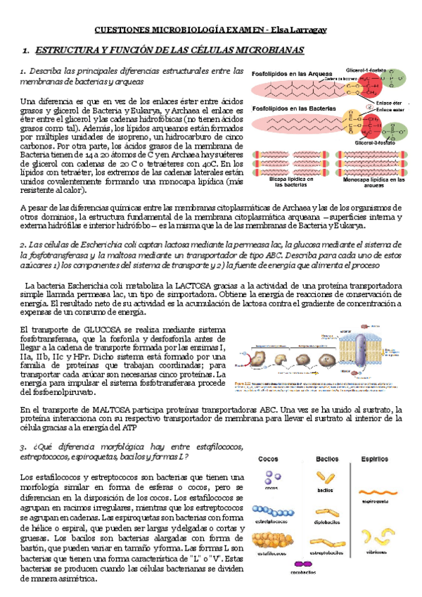 Miniatura del documento EXAMEN-PREGUNTAS-Teoria.pdf